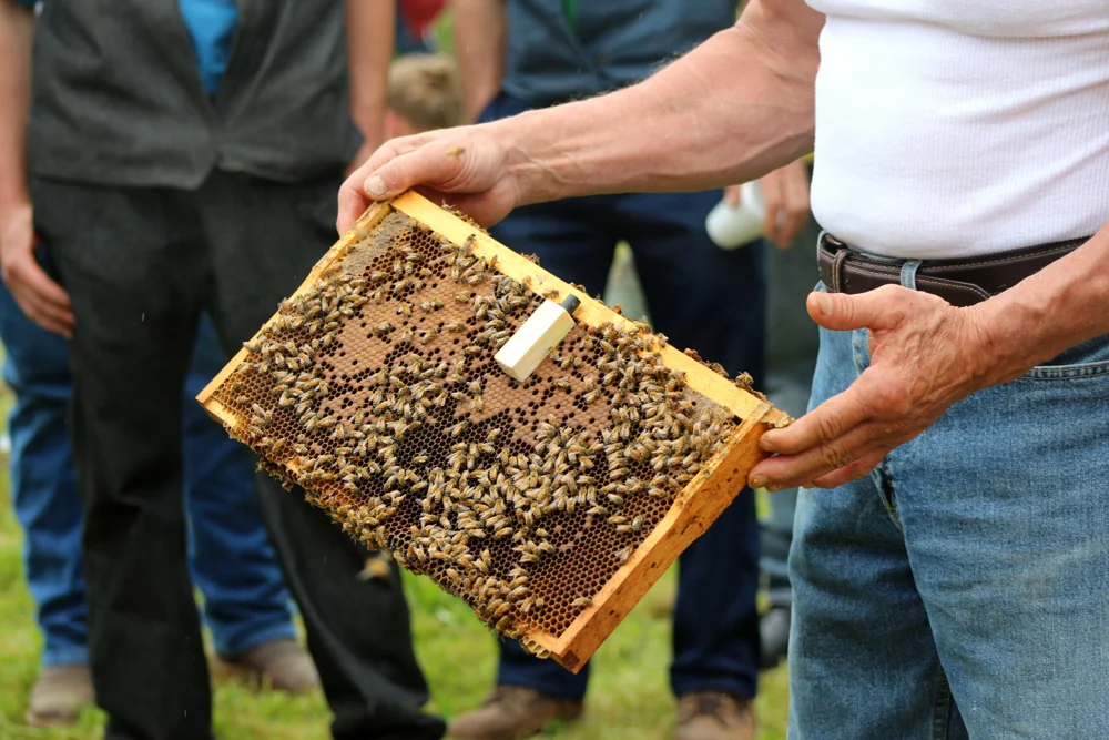 A frame of bees and capped brood held up during a class