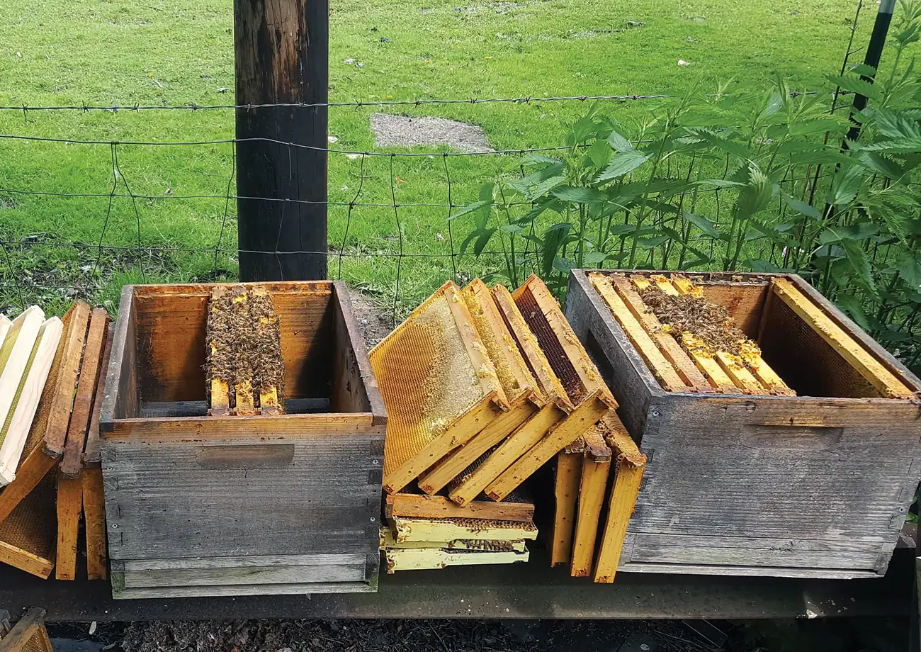Opened hive boxes with frames of bees in the grass