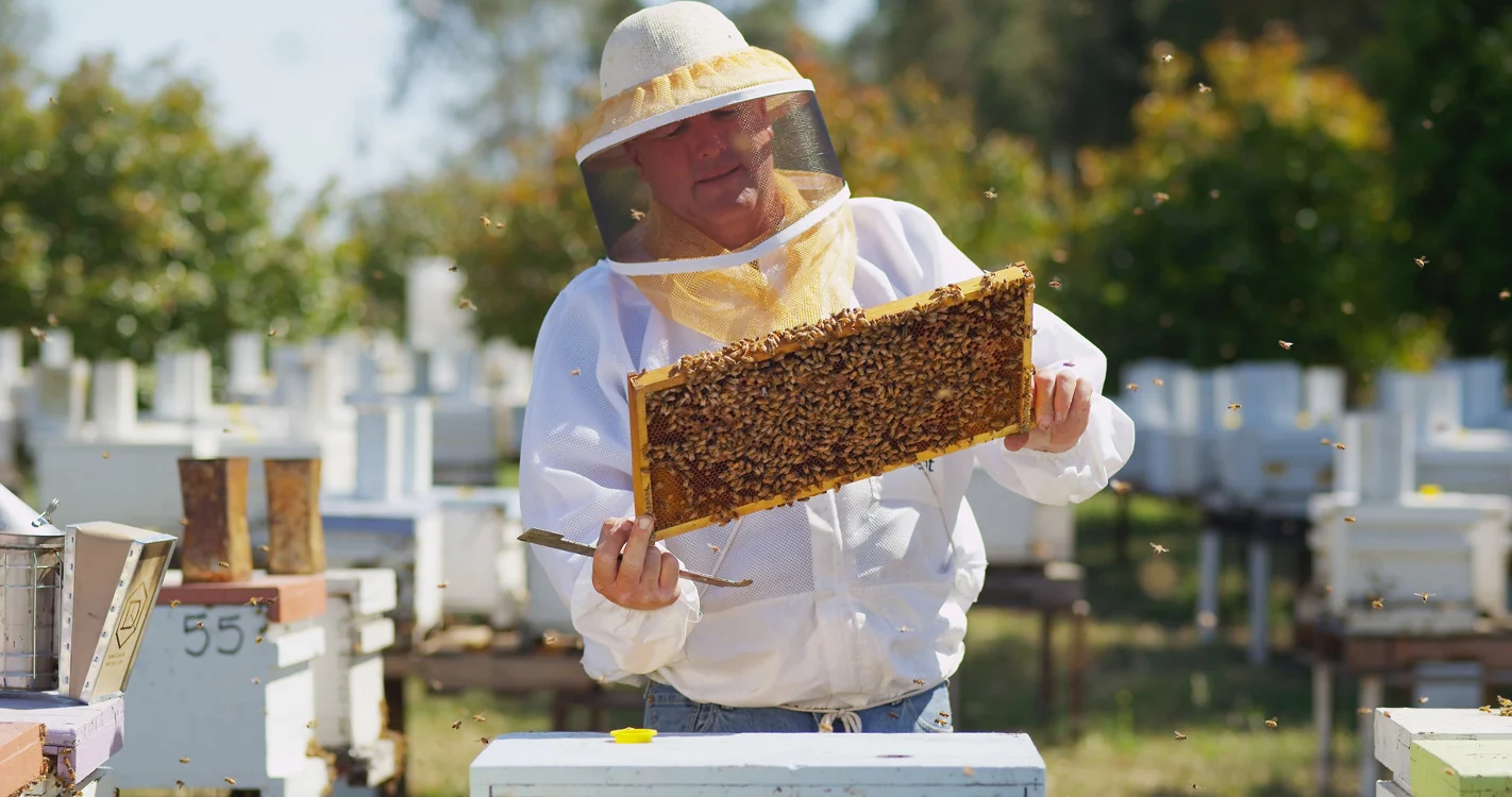 A beekeeper holding a frame in the bee yard