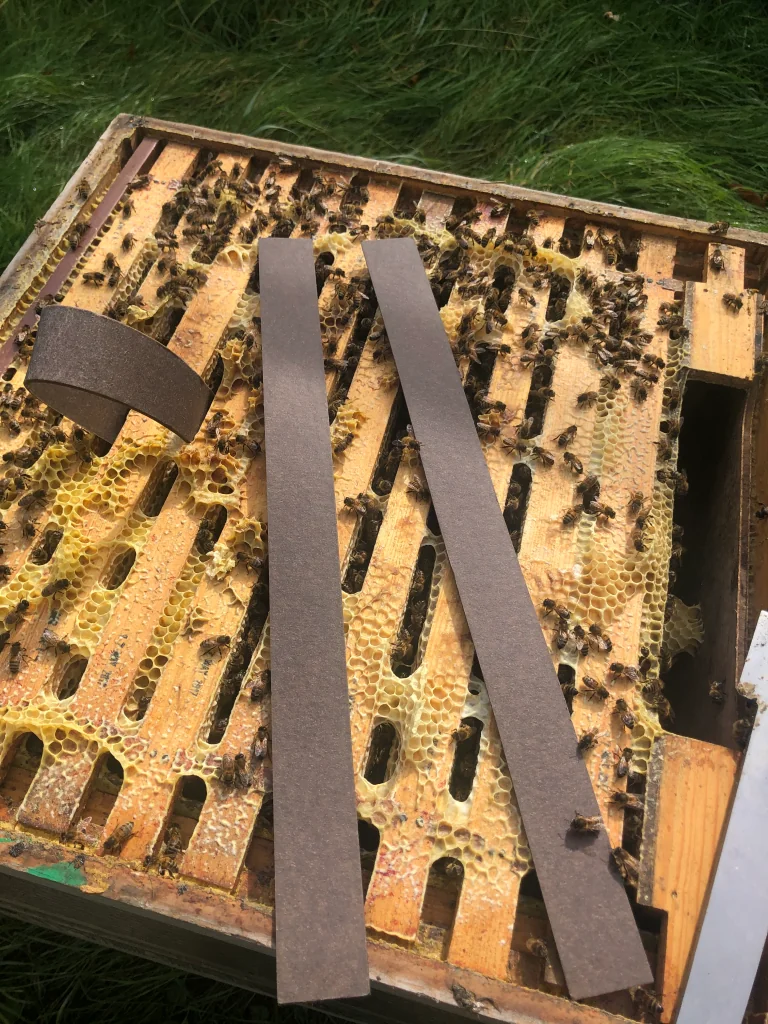 Top view of frames inside an open hive