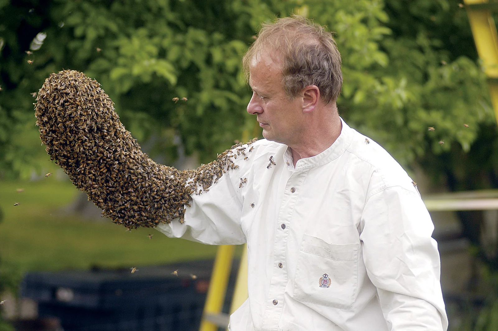 A beekeeper wearing a bee beard on his arm