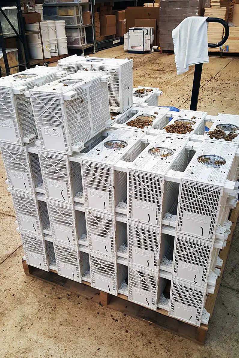 Stacks of package bee cages ready for pickup